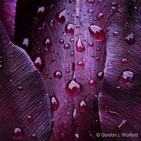 Wet Tulip Closeup_DSCF02883.jpg - Photographed at Smiths Falls, Ontario, Canada.